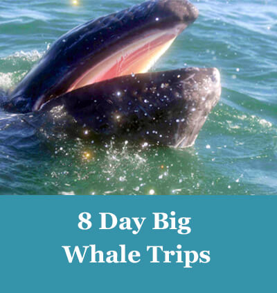 whale watching tours mexico