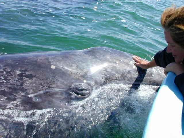 petting a gray whale