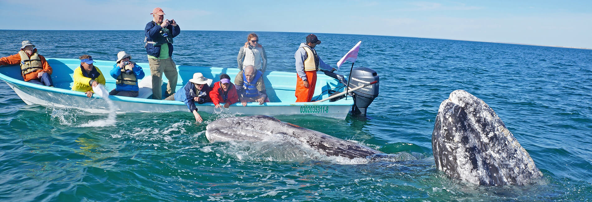 gray whales at the boat