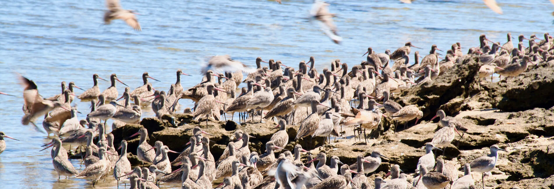 birds baja ecotours header