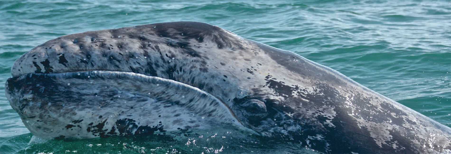 gray whale watching guide