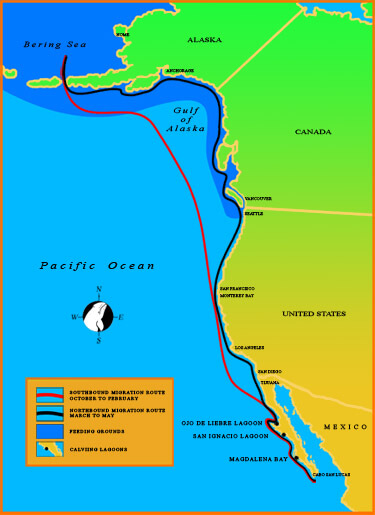 The Gray whale migration to Baja’s San Ignacio Lagoon Map