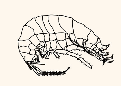 An Amphipod