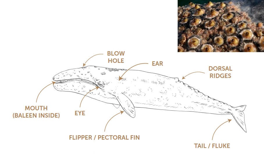 Gray Whales whale lice