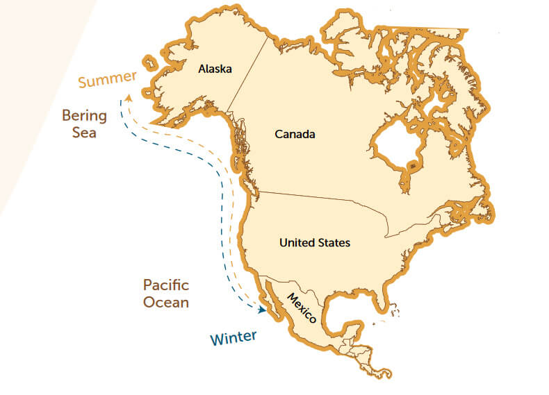 The Journey of the Gray Whale