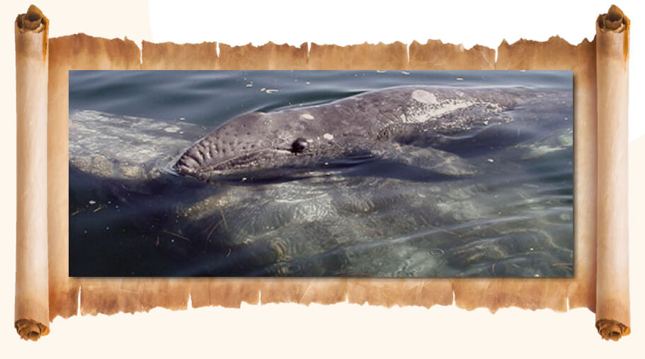 US Marine Mammal Protection Act