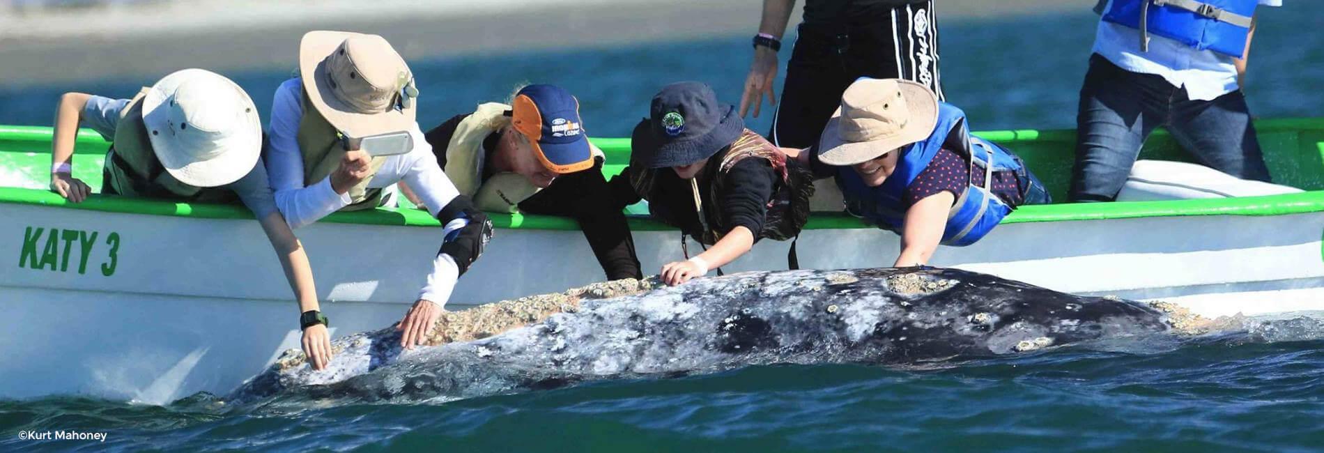 petting a gray whale header