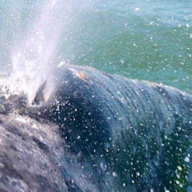 Gray Whale Blowing