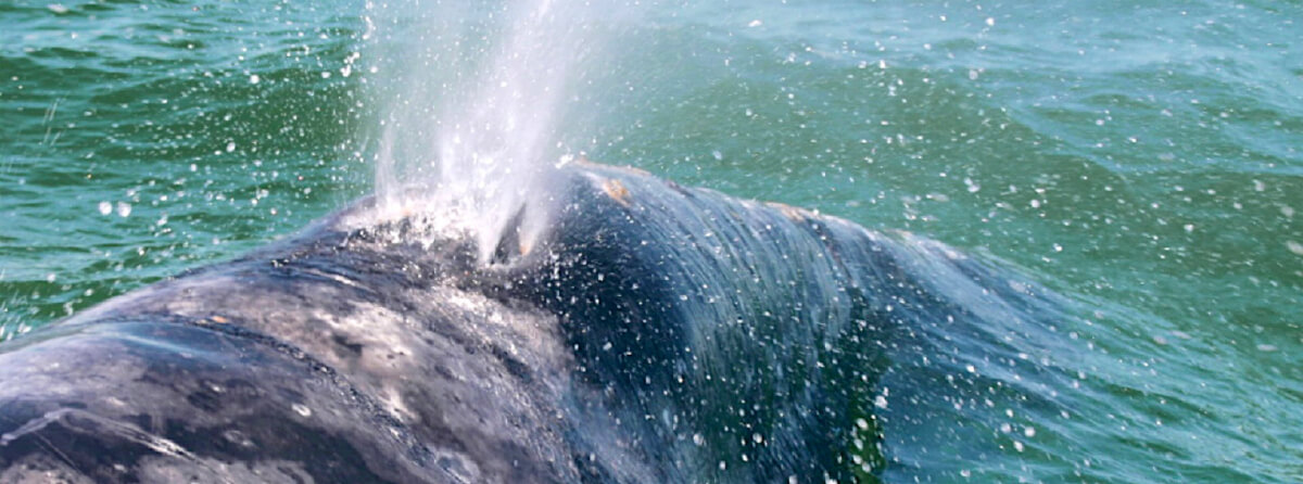 Gray Whale Blowing