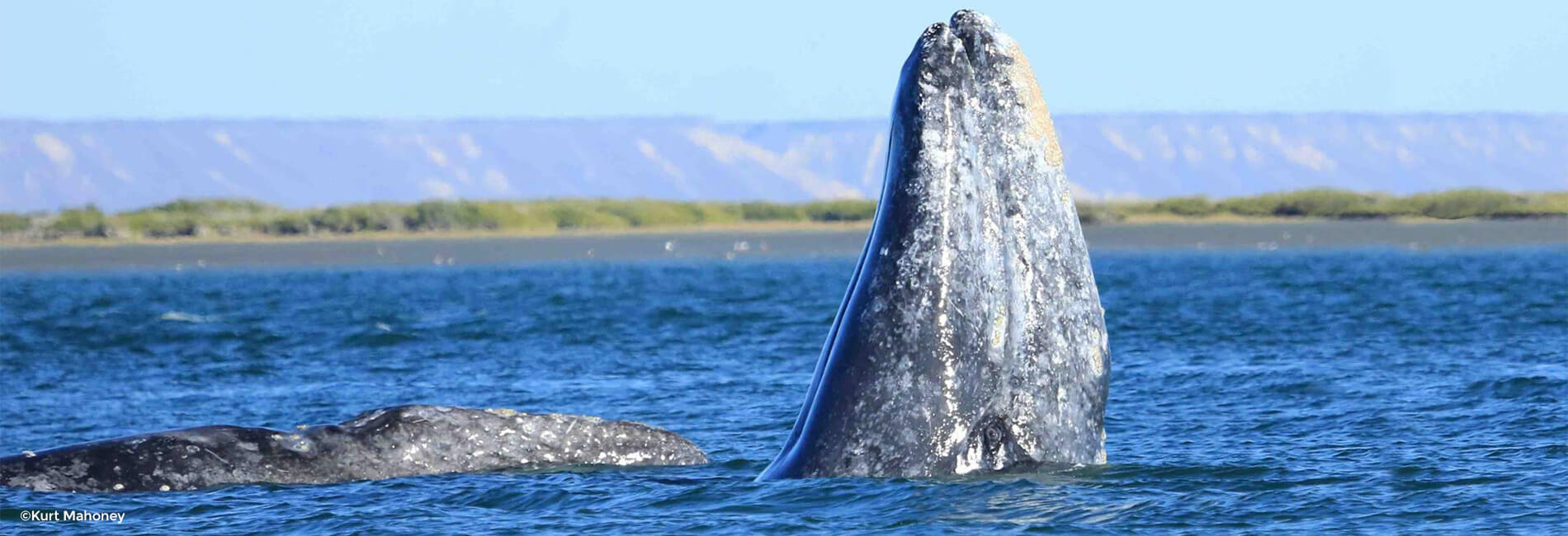 breach whale at san ignacio lagoon