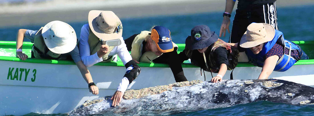 petting a gray whale