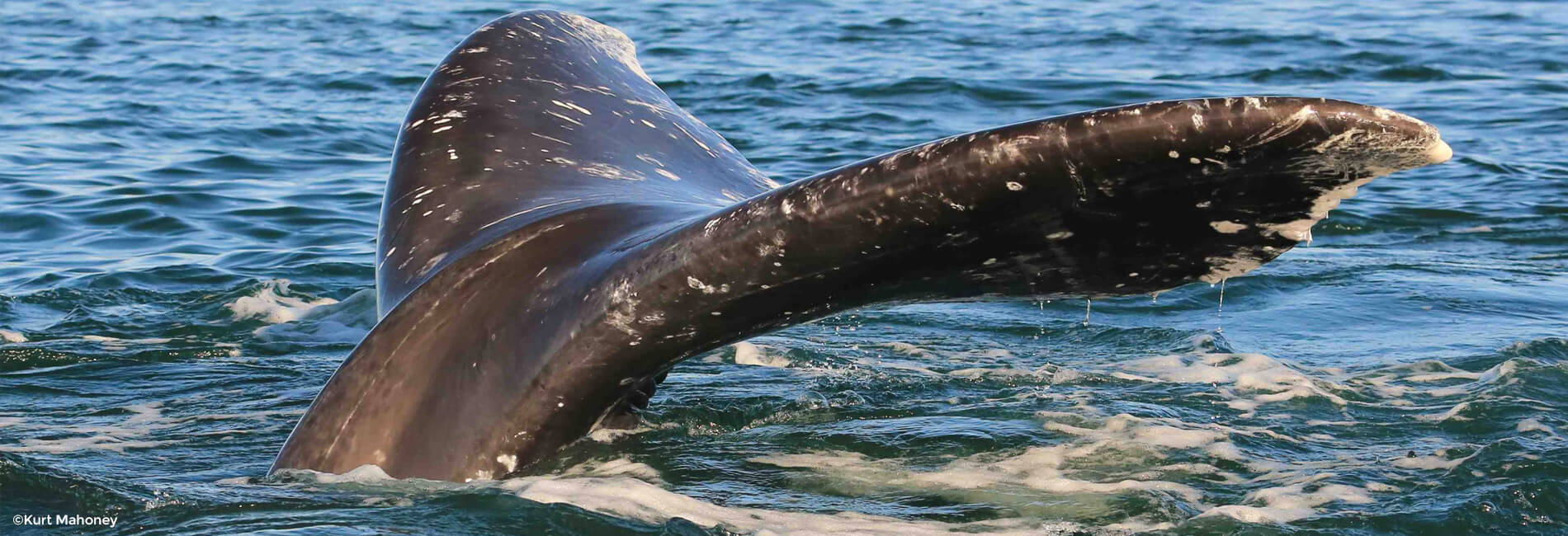 whale tail header