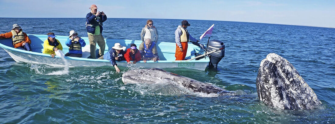 Map of San Ignacio Lagoon - Baja Ecotours