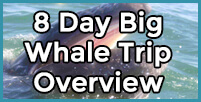 Baja Ecotours 8 day big whale trip overview