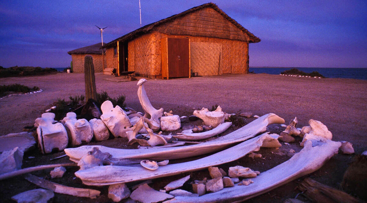 ancient whale fossils, bones, and shells