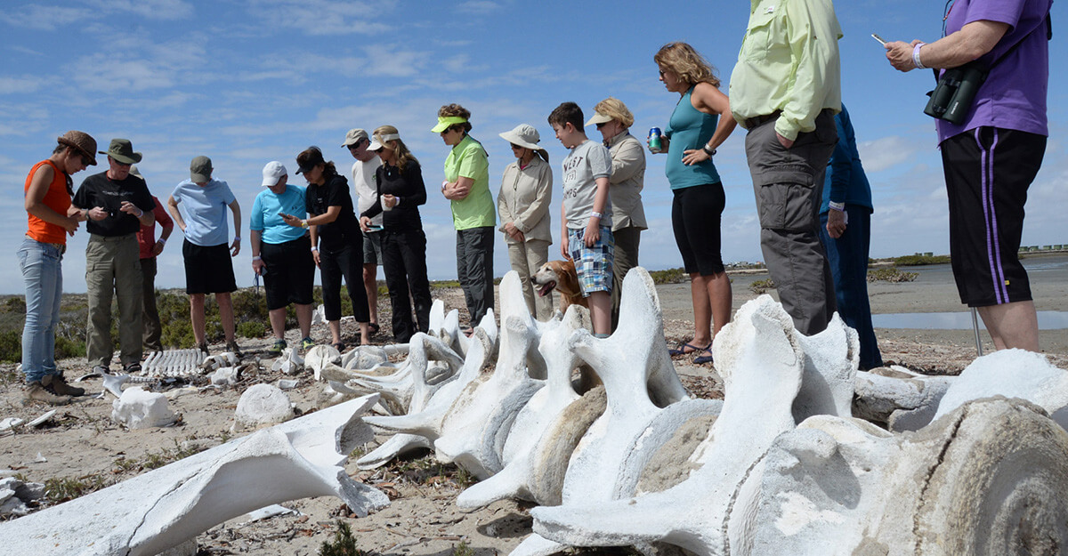 gray whale graveyard