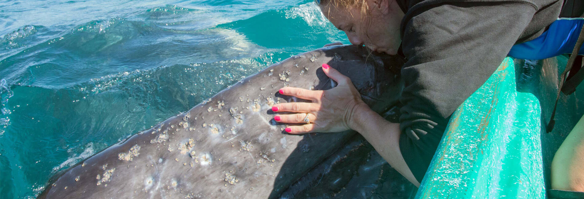 kissing a gray whale