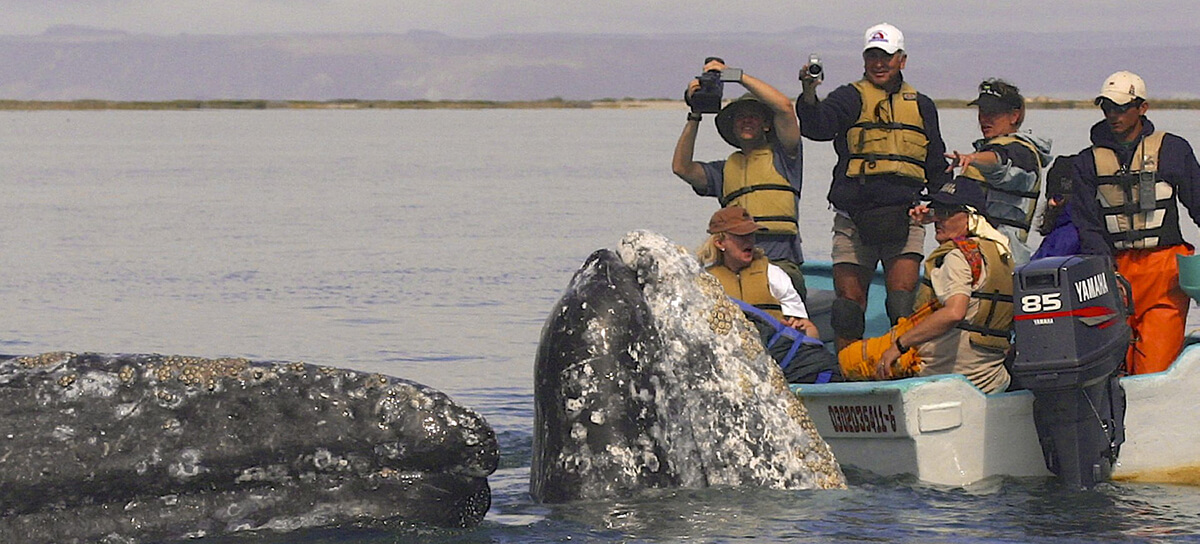 petting gray whales