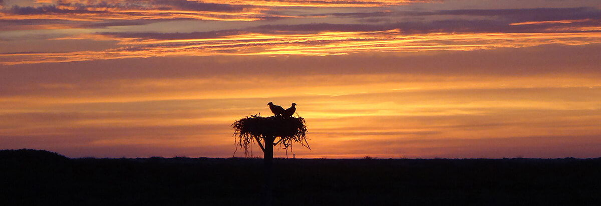 sunset with ospreys