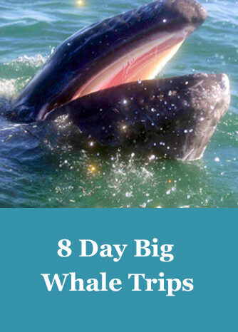 8 day big whale trip image