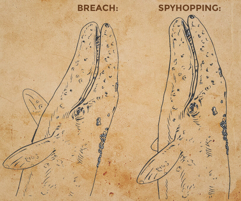 gray whale breaching and spyhopping