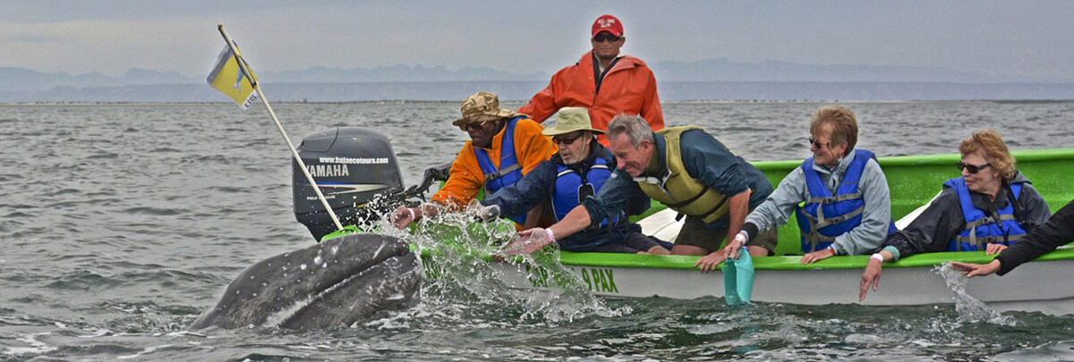 petting whales at campo cortez