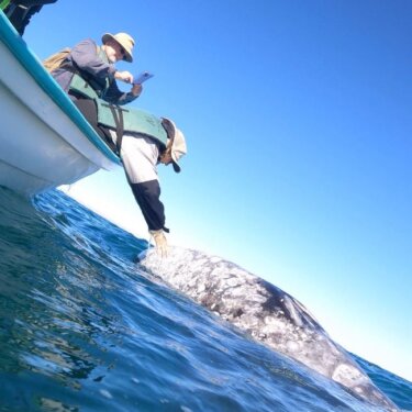 Petting a gray whale in San Ignacio Lagoon