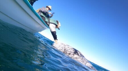 Petting a gray whale in San Ignacio Lagoon