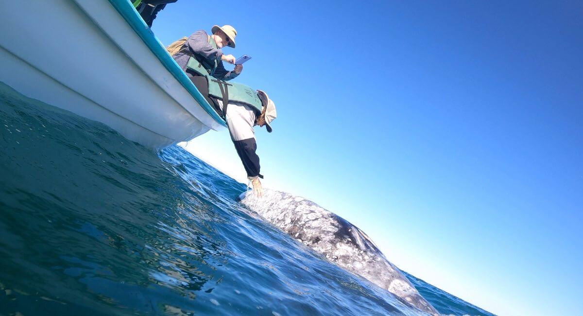 Petting a gray whale in San Ignacio Lagoon