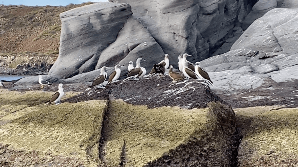 Blue Footed Boobies