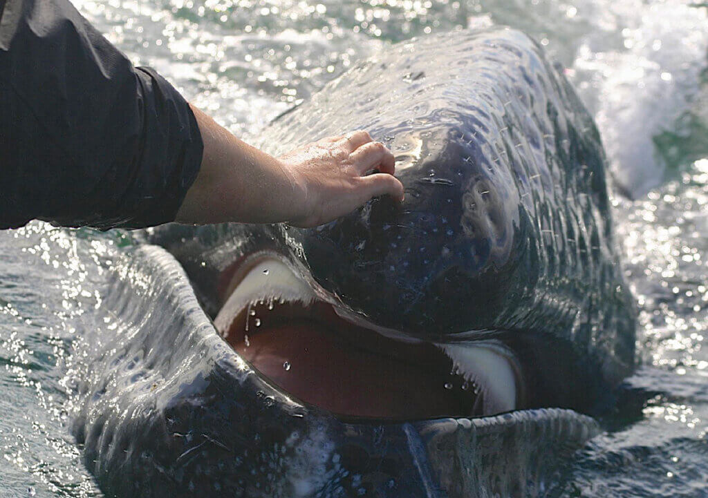 Gray whale