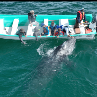 eco baja tours reviews Whale Petting