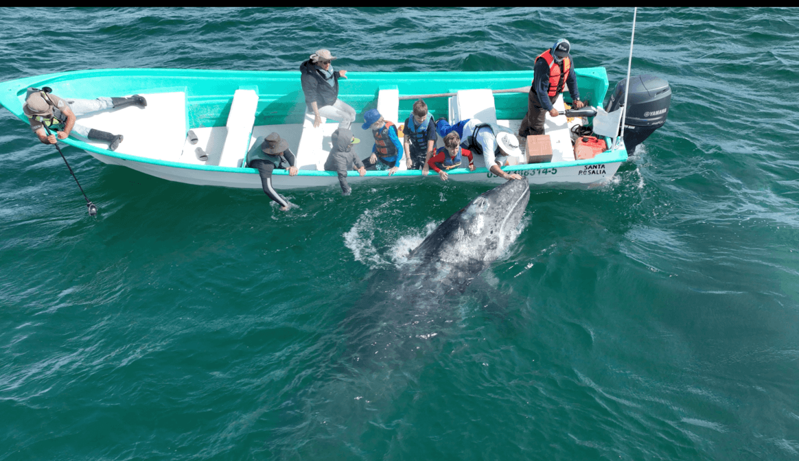 Whale Petting