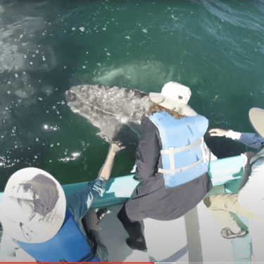 petting gray whales