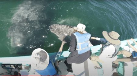 petting gray whales