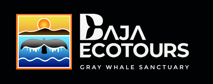 Baja Ecotours