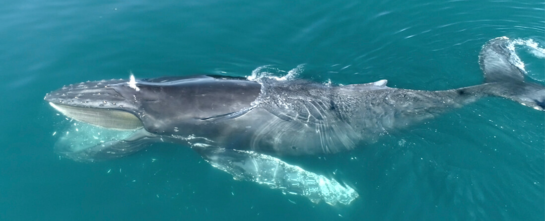 humpback whale