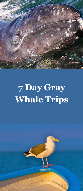 7 day gray whale trip