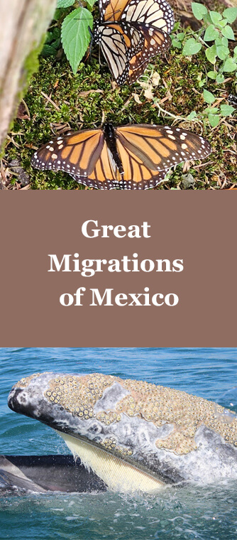 great migrations of mexico trip