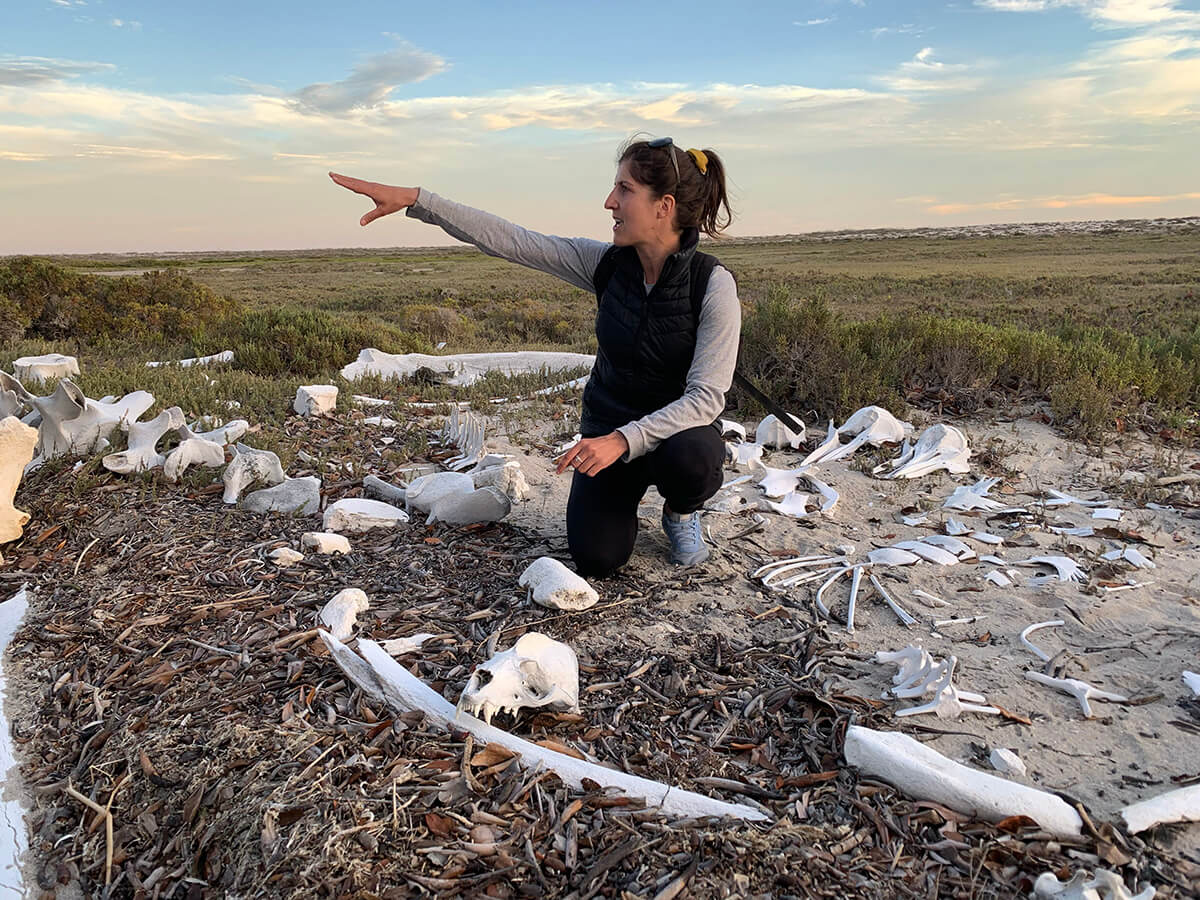 gray whale graveyard