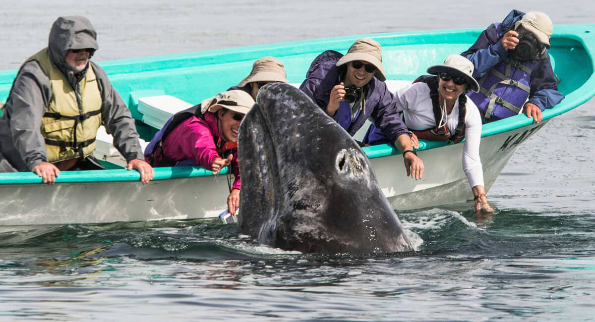 gray whale