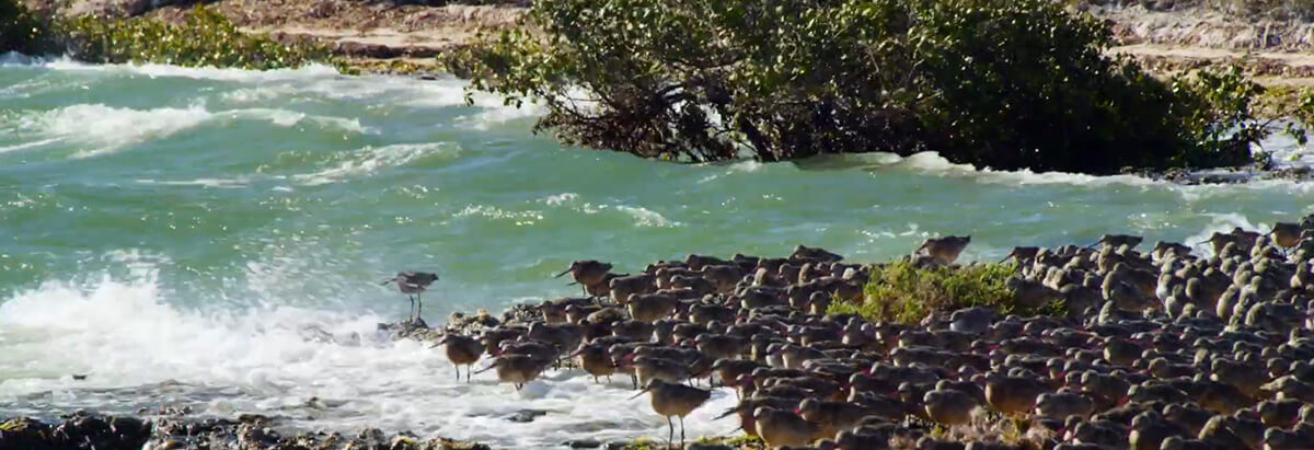 baja birds and wildlife