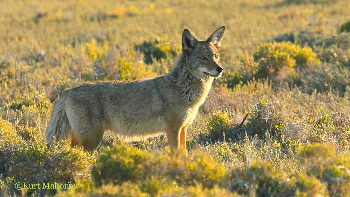 baja birds and wildlife