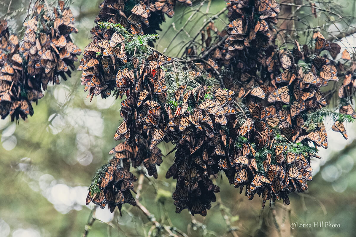 monarch butterflies