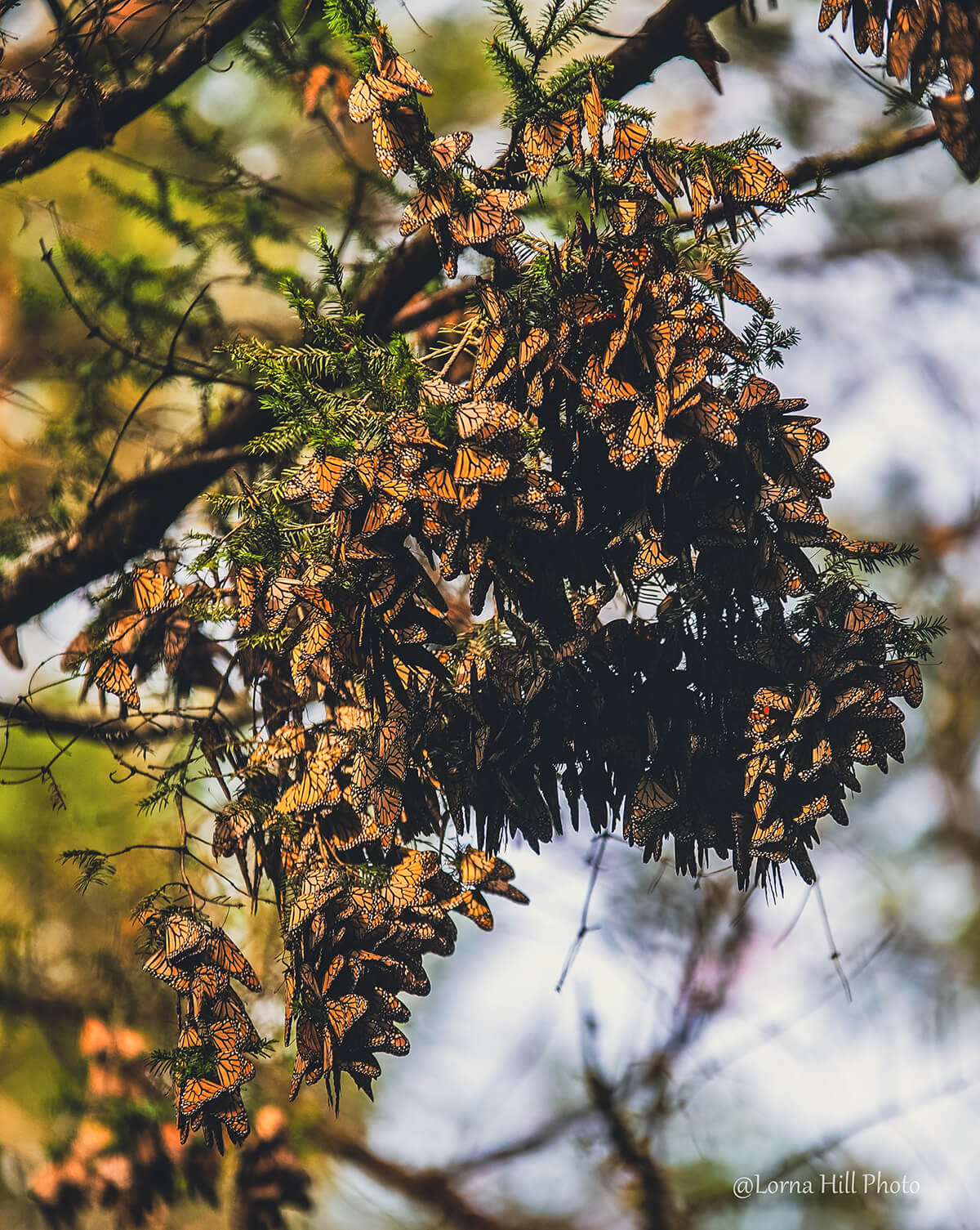 monarch butterflies bajaecotours