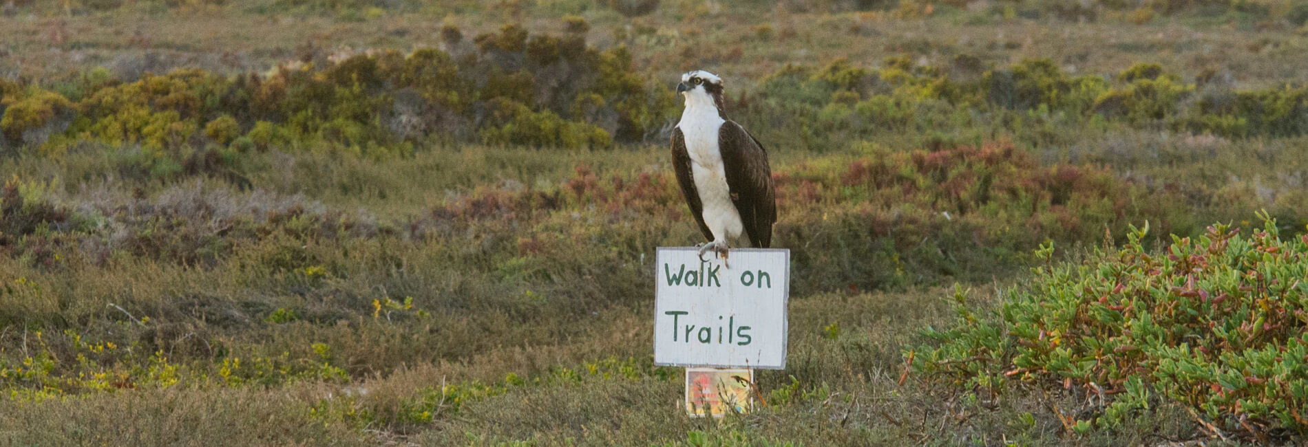 osprey sitting on a sign