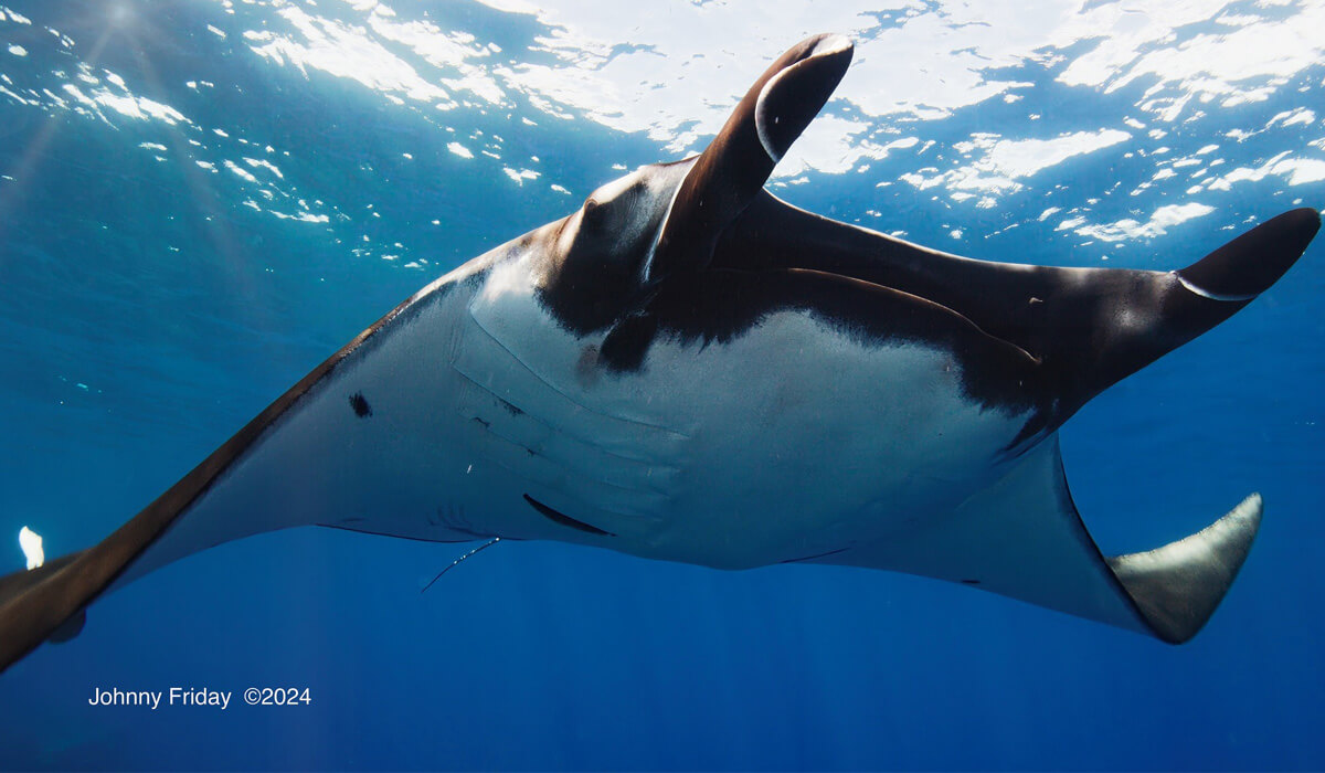 manta ray
